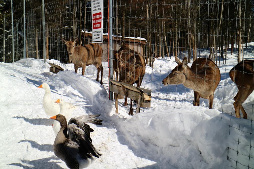 Hebergement Cerfs-Tifie Fermette Сен-Феликс-д'Оти Экстерьер фото